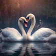 Icon of program: Swan Wallpapers