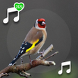 Programikonen: Birds Ringtones for phone