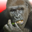 程序图标：Flying Gorilla