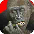 Icon of program: Flying Gorilla