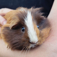 Ikona programu: Guinea pig Sounds
