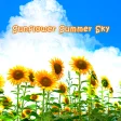 Beautiful Wallpaper Sunflower Summer Sky Theme