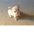 Icon of program: Chihuahua City play if yo…