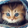 程序图标：Find a Cat - Hidden Objec…