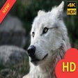 Icon of program: White Wolves Wallpaper HD…