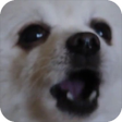 程序图标：Gabe The Dog
