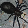 Иконка программы: Spider Hunter Amazing Cit…