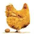 プログラムのアイコン：Poultry Farm Revenue Calc