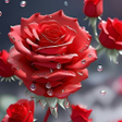 Ikon program: Red Rose Wallpaper