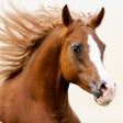 ไอคอนของโปรแกรม: Horses Jigsaw Puzzles for…
