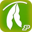 Icon of program: Purdue Extension Soybean …