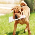 Icon of program: My Chinese Shar Pei Dog &…