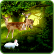 程序图标：Forest Deer Live Wallpape…