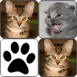 Cats Memory Game