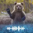 Bear ringtone