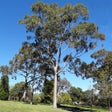 程序图标：Australian Tree ID