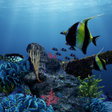 プログラムのアイコン：Sea Life Wallpaper Theme