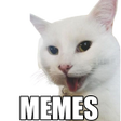 Cat Memes WASticker