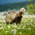 Ferret HD Wallpapers New Tab Theme