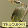 Icon of program: Master Kicau Trucukan