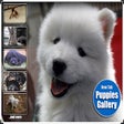 程序图标：*NEW* Puppies HD Wallpape…