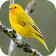 Icon of program: Song of Canaries
