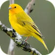 Song of Canaries
