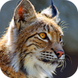 プログラムのアイコン：Bobcat Sounds