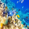 Ícone do programa: Underwater Ocean Wallpape…