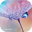 プログラムのアイコン：The most beautiful flower…