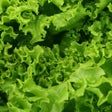 أيقونة البرنامج: word_salad