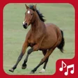 Иконка программы: Horse Sounds. beautiful n…