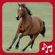 Horse Sounds. beautiful neighs