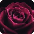 程序图标：RoseWallpaper