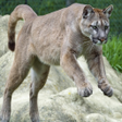 Ícone do programa: Puma Live Wallpaper