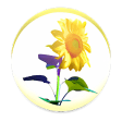 Sunflower - Weather map
