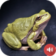 Programın simgesi: Frog Sounds