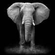 ไอคอนของโปรแกรม: Elephant Wallpaper