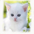 Icon of program: Cool Cat Wallpaper