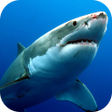 程序图标：Sharks Live Wallpaper