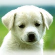 Cute Puppies Wallpapers  - dog pictures for free icon