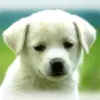 Cute Puppies Wallpapers  - dog pictures for free