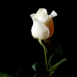 程序图标：White Rose Wallpapers