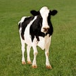 أيقونة البرنامج: Moo - Cow Sounds