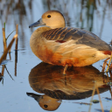 أيقونة البرنامج: Lesser whistling duck cal…