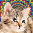 Ikona programu: Cat Hypnotizer