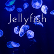 Icon of program: Beautiful Wallpaper Jelly…
