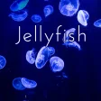 Beautiful Wallpaper Jellyfish Theme