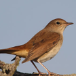 Programın simgesi: Nightingale bird sounds