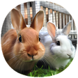 How to Take Care of a Pet Rabbit Guide icon